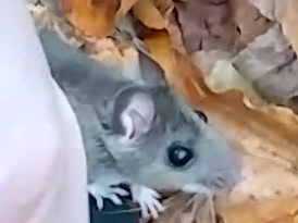 The mouse. By my ankle. In the woods. His eyes BLACK.