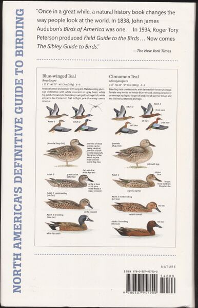 File:Sibley Birds-3.jpg