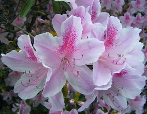 Giant Azalea 2009 Close Up.JPG