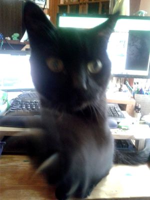 2017-04-20 The Paw In Action.JPG