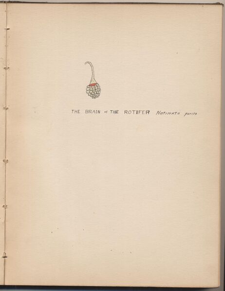 File:Hbk.Human Physiology and Histology-20.jpg