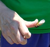 IMG 20170517 143907872.cicada on thumb.crop.jpg