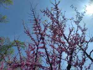 IMG 20200328 133550372 HDR.jpg