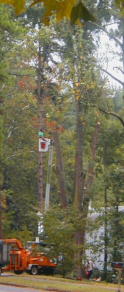 Thumbnail for File:P9210001 oak tree removal.web.jpg