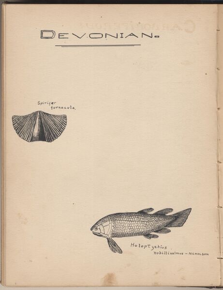 File:Hbk.Human Physiology and Histology-16.jpg