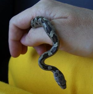 Older Baby Snake3.jpg