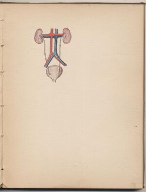 Hbk.Human Physiology and Histology-27.jpg