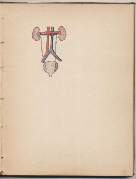 File:Hbk.Human Physiology and Histology-27.jpg