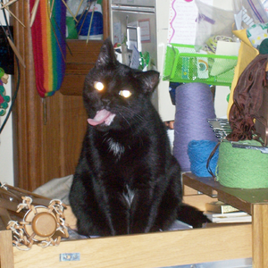 100 5968.kestra tongue.crop-wide.adj.png