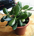 Jade Plant.JPG