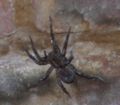 Ferocious basement spider.jpg
