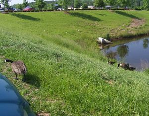 Friendly Goose04.JPG