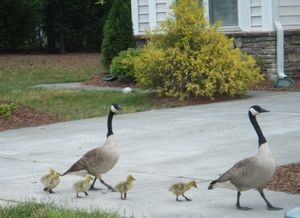 Geese Family1.JPG