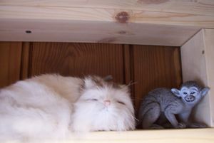 Sleeping Cat and Squirrel Monkey.jpg