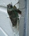Cicada on shed wall.JPG