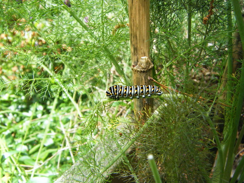 File:Swallowtail Caterpillar on Fennel2.JPG