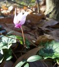 Thumbnail for File:Cyclamen Fall 2008.JPG