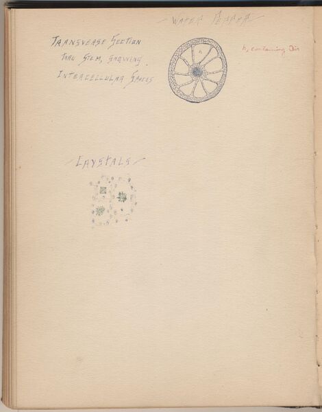 File:Hbk.Human Physiology and Histology-35.jpg