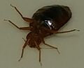 20220415 204115.bedbug.crop.jpg