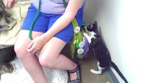 DSC 0165.cat shelter.jpg