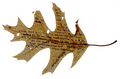 Thumbnail for version as of 14:58, 31 July 2026