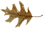 Thumbnail for File:1980-10-09.W to J.010-1.adj.xp.png