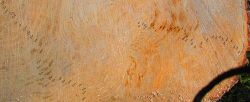 Thumbnail for File:P9230006 oak tree ring analysis.web.jpg