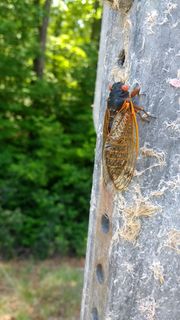 Thumbnail for File:IMG 20170517 135212528.jpg