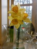 Thumbnail for File:First Daffydillies of 2013.JPG