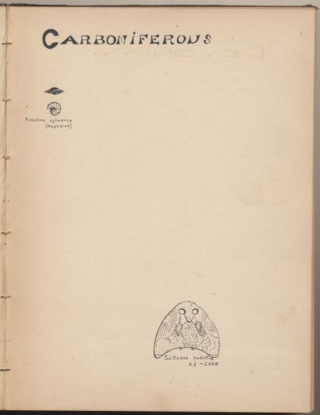 File:Hbk.Human Physiology and Histology-17.jpg