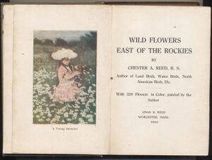 Hbk.Reed.Wild Flowers-4.jpg