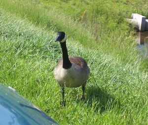 Friendly Goose01.JPG