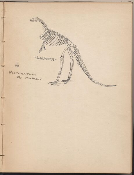 File:Hbk.Human Physiology and Histology-19.jpg
