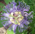 Passion Flower Cropped.jpg