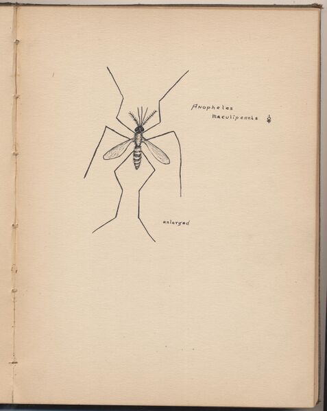 File:Hbk.Human Physiology and Histology-41.jpg