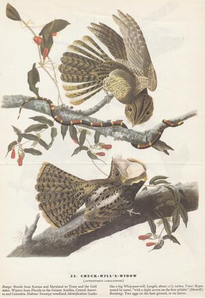 Flyer.Birds of America-1.jpg