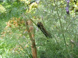 Swallowtail Caterpillar on Fennel1.JPG
