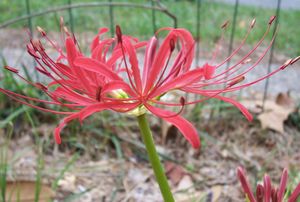 Red Flower Closeup2.jpg
