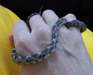 Older Baby Snake4.jpg