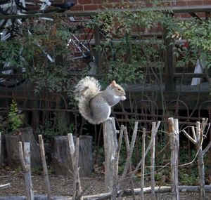 Squirrel at Carr Mill Mall.JPG