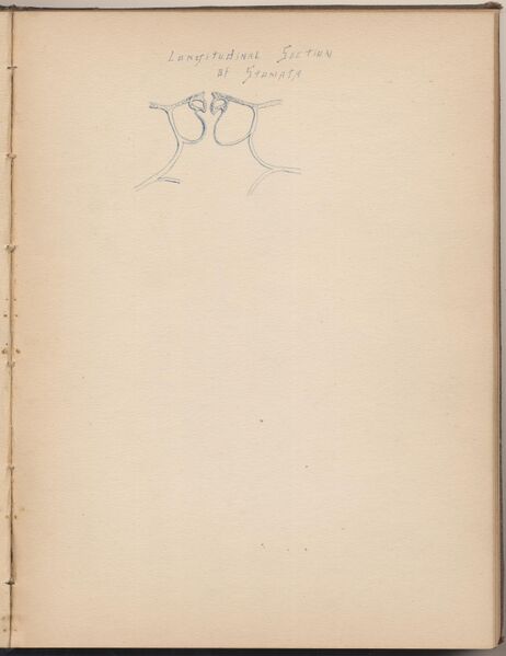 File:Hbk.Human Physiology and Histology-34.jpg