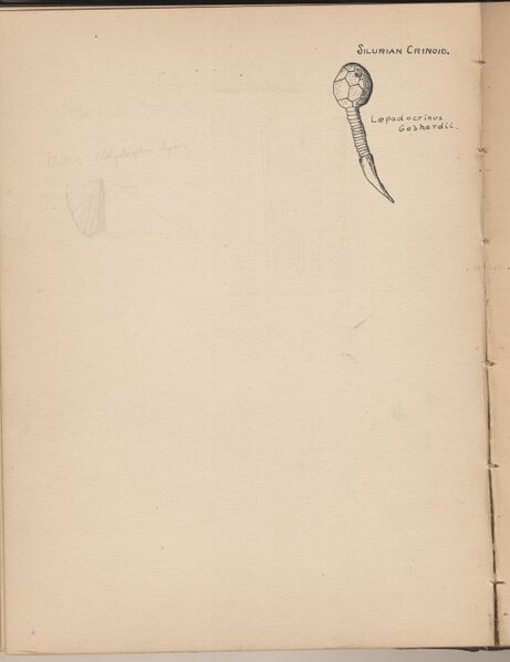 File:Hbk.Human Physiology and Histology-14.jpg