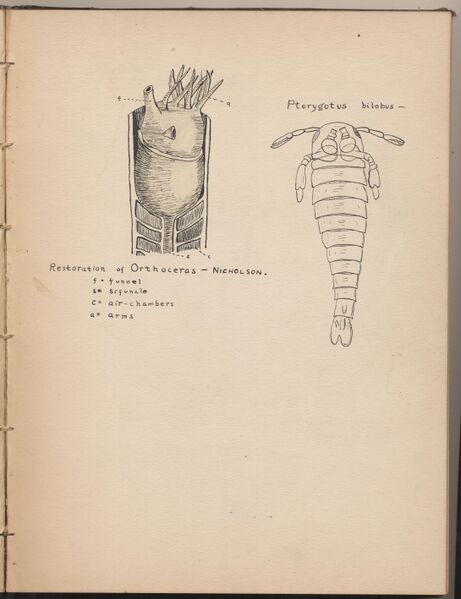 File:Hbk.Human Physiology and Histology-15.jpg