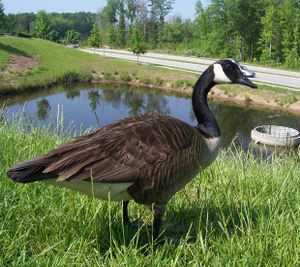 Friendly Goose03.JPG