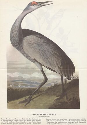 Flyer.Birds of America-3.jpg