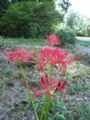 Red Flower Landscape2.jpg