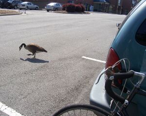 Friendly Goose06.JPG