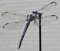 P7190006 dragonfly on antenna.jpg