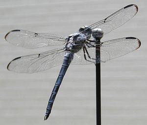 P7190006 dragonfly on antenna.jpg