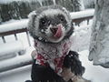 Scipio in the Snow.jpg